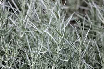 Helichrysum italicum or curry plant in the Botanic Garden 