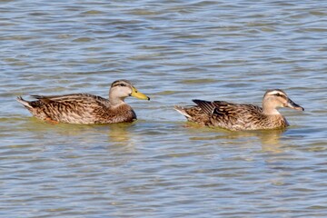 mottled ducks bird pair swimming in water