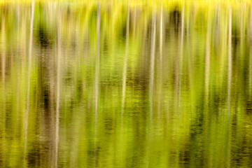 The calm water of Devils Lake near Boulder Junction, Wisconsin reflects the shoreline pines through the gentle ripples from the breeze in early August