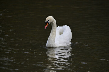 Swan on water