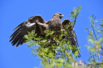 Bird of prey in a tree