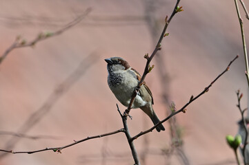 Sparrow on a branch