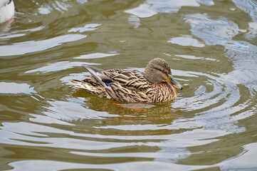 Duck on water