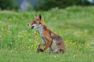 Fox waiting for food