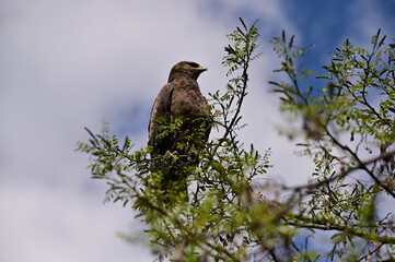 Bird of prey in a tree