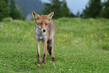 Fox waiting for food