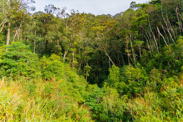 Fototapeta premium The natural landscape. On the way to Dalat in Vietnam. 
