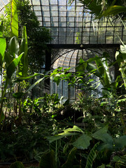 greenhouse with plants