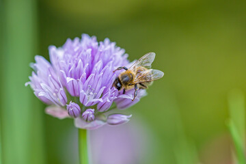 a western honey bee in a cup of purple flower of chives with blurred green background