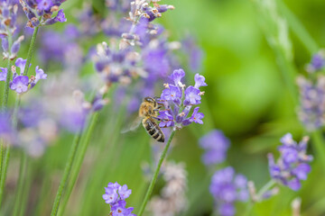a western honeybee on a purple lavender flower with blurred background