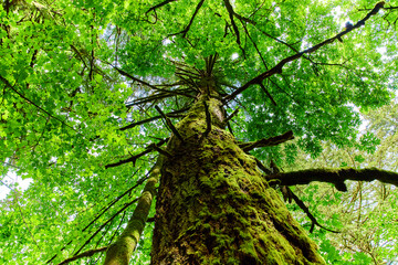 Ancient Moss-Covered Tree Canopy Upward Perspective in Columbia Gorge Forest
