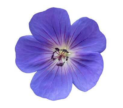Blue Geranium wallichianum &lsquo;Havana Blues&rsquo;, flower blossom, isolated image on transparent background