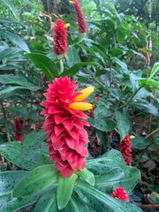 Vivid red and yellow tropical spiral ginger flower with greenery