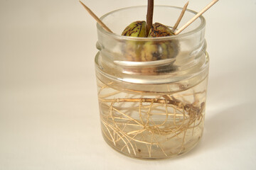 rooted avocado pit in a glass of water