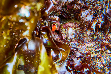 Marine Life in Vibrant Tide Pool Macro Perspective