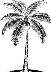 Palm tree isolated in black and white colors, scratched, or linocut styled. Coconut palm element