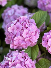 Obraz premium pink hydrangea flowers