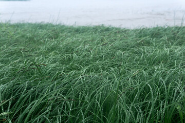 sea grass on the shore of a gulf in the fog in rainy weather