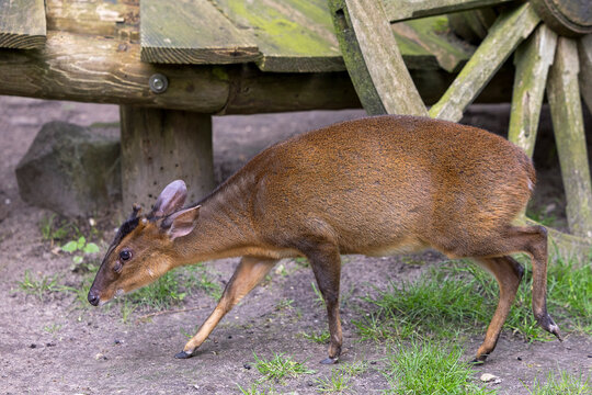 Chinese muntjac is sniffing the ground.