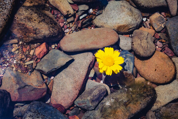 flower floating in the river clean and pure water with stones below 