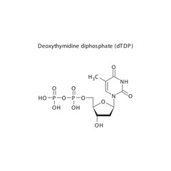 Deoxythymidine Triphosphate (dTTP) skeletal structure schematic illustration, Nucleoside molecule.