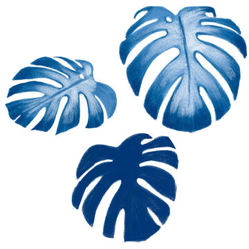 Folhas, costela de ad&atilde;o, monstera, monstra, azul, feito a m&atilde;o, desenho, pintura, arte, tropical, ver&atilde;o, calor, brasil, festividade, fresco, alegre, floresta, amaz&ocirc;nia, natural, ecol&oacute;gico, bot&acirc;nico