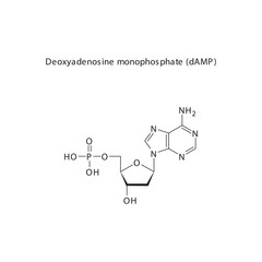 Deoxyadenosine monophosphate (dAMP) skeletal structure schematic illustration, Nucleotide molecule.