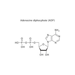 Adenosine triphosphate (ATP) skeletal structure schematic illustration, Nucleoside molecule.