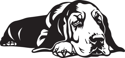 black and white lying basset hound dog