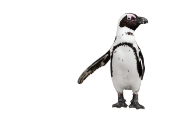 Penguin isolated on transparent background with copy space, add your own text.