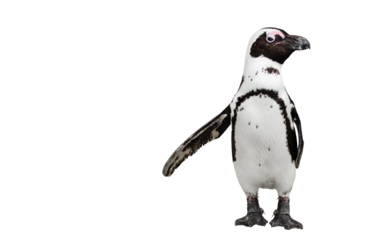 Penguin isolated on transparent background with copy space, add your own text.