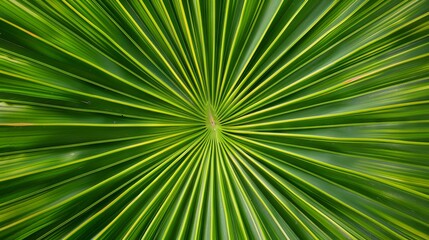 Green palm leaf texture background. Closeup of a vibrant green palm leaf, featuring intricate patterns and radial lines.