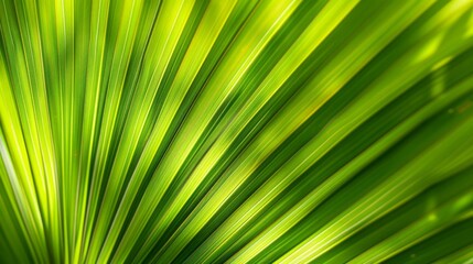 Lush green palm leaf texture. Closeup image of a vibrant green palm leaf, showcasing its intricate texture and natural beauty.