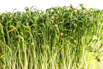 Fresh green edible young microgreens sprouting from seeds