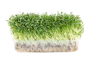 Fresh green edible young microgreens sprouting from seeds