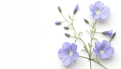Obraz premium flax flowers or Linum usitatissimum on a white background with copy space for your text. Top view, flat lay