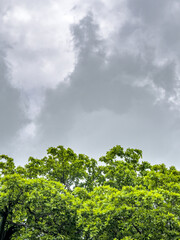 Fototapeta premium green tree top with cloudy sky background