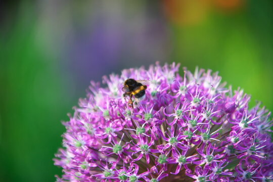 Zierlauch mit Hummel
