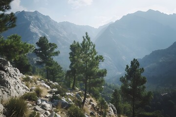 Serene mountain landscape with lush green pine trees under a soft, hazy sky.