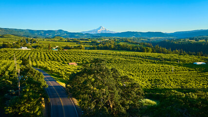 Aerial Fly Through Orchard with Mount Hood Backdrop at Sunrise