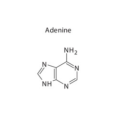 Adenine skeletal structure schematic illustration, Purine nucleobase molecule.