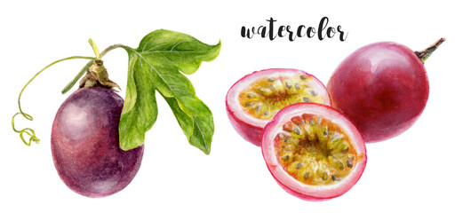 Watercolor illustration of Passion Fruit and slices, suitable for botanical and culinary projects