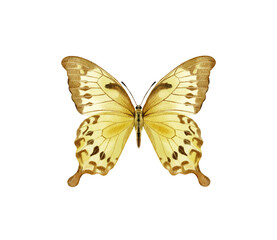 Watercolor colorful butterflies, isolated on white background. blue, yellow, pink and red butterfly spring 