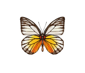 Watercolor colorful butterflies, isolated on white background. blue, yellow, pink and red butterfly spring 