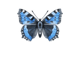 Watercolor colorful butterflies, isolated on white background. blue, yellow, pink and red butterfly spring 