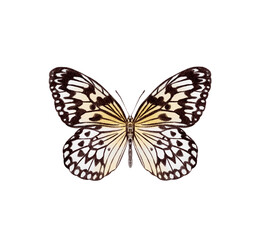 Watercolor colorful butterflies, isolated on white background. blue, yellow, pink and red butterfly spring 