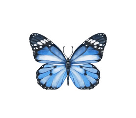 Watercolor colorful butterflies, isolated on white background. blue, yellow, pink and red butterfly spring 