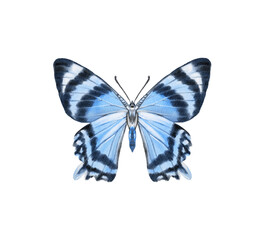 Watercolor colorful butterflies, isolated on white background. blue, yellow, pink and red butterfly spring 