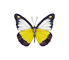 Watercolor colorful butterflies, isolated on white background. blue, yellow, pink and red butterfly spring 