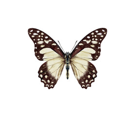Watercolor colorful butterflies, isolated on white background. blue, yellow, pink and red butterfly spring 